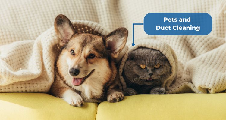 Pets and Duct Cleaning